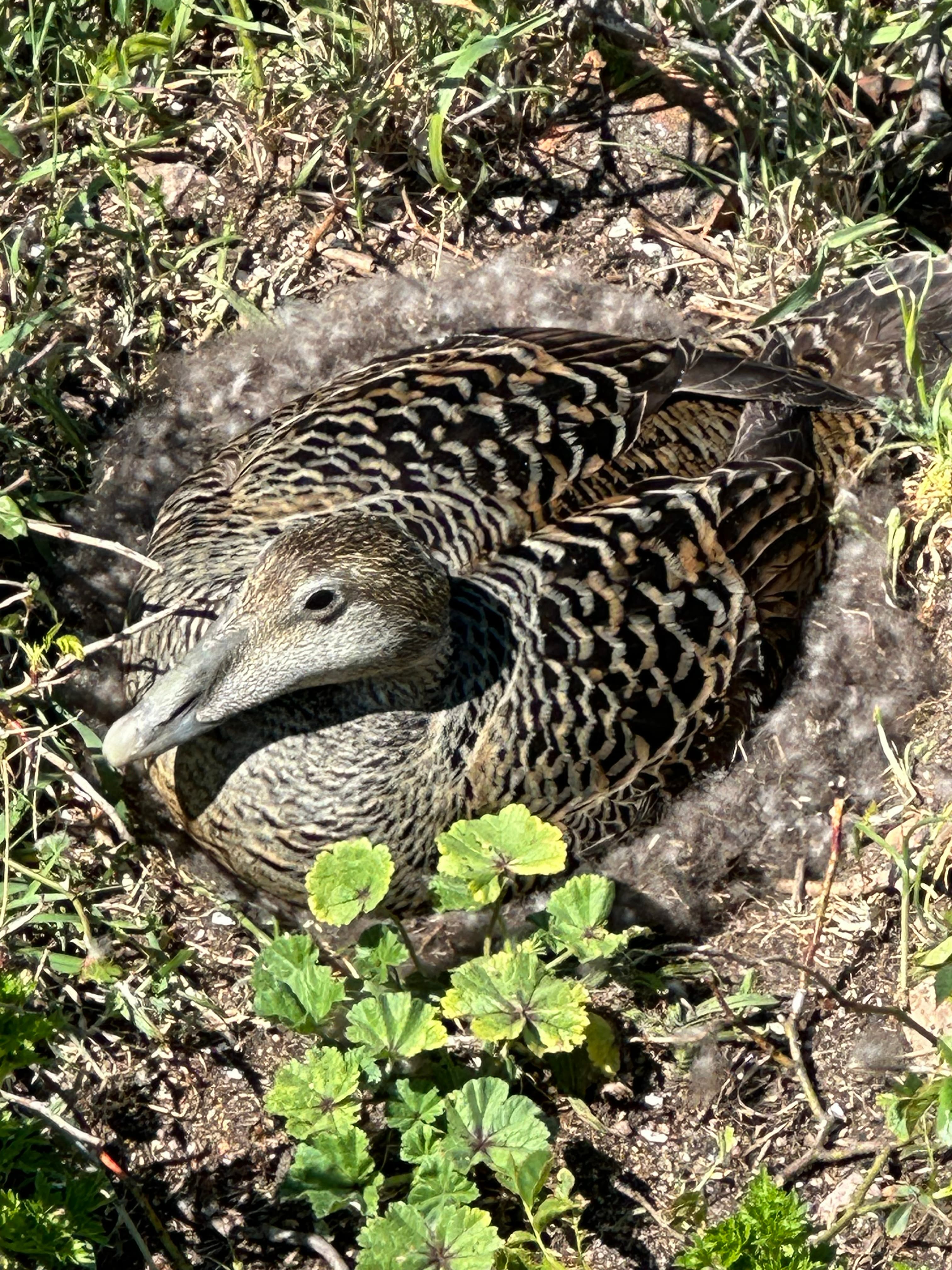 Oplev dyrene i Naturpark Christiansø - RYGSÆK